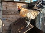 Brabanter citroen hanen, Dieren en Toebehoren, Pluimvee, Mannelijk, Kip