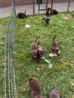 Bruine labrador pups, Dieren en Toebehoren, Rabiës (hondsdolheid), 8 tot 15 weken, Labrador retriever, Meerdere
