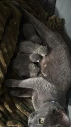 Blauwe rus kittens 😍, Dieren en Toebehoren, Katten en Kittens | Raskatten | Korthaar, Meerdere dieren, Ontwormd