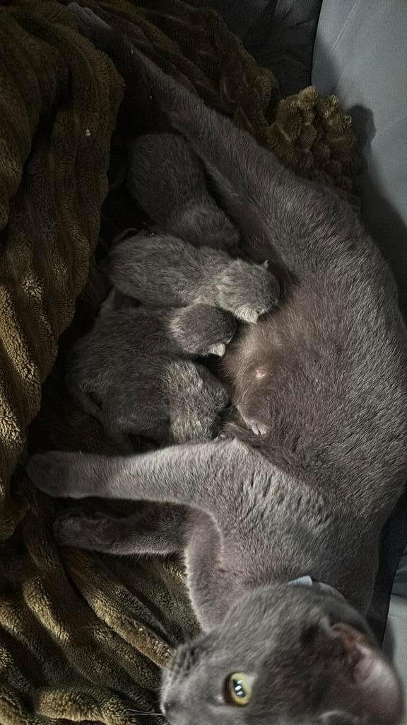 Blauwe rus kittens 😍, Dieren en Toebehoren, Katten en Kittens | Raskatten | Korthaar, Meerdere dieren, Ontwormd