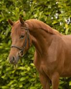 Super leuke 3 jarige all round D pony, Dieren en Toebehoren, Pony's, Merrie, Gechipt, Dressuurpony, Zadelmak