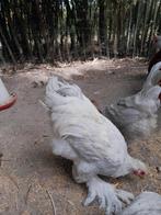 Brahma parelgrijs, Dieren en Toebehoren, Pluimvee, Mannelijk, Kip