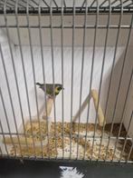 Cubavink man, Dieren en Toebehoren, Mannelijk