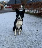 Border collie teef te koop, Dieren en Toebehoren, Honden | Niet-rashonden, 1 tot 2 jaar, Teef, Eén hond, Middel