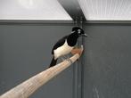 PLUISKAPGAAI; BEWEZEN KWEEKPOP!! PUNTGAVE VOGEL!, Dieren en Toebehoren, Vogels | Overige Vogels, Vrouwelijk, Tropenvogel