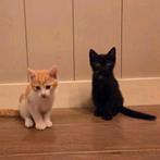 Lieve kittens, Dieren en Toebehoren, Katten en Kittens | Overige Katten, Kater, Kortharig, 0 tot 2 jaar