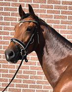 Mooie  3- jarige merrie met veel uitstraling, Dieren en Toebehoren, Paarden, Merrie, Dressuurpaard, 3 tot 6 jaar