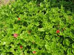 Gezocht: Mesembryanthemum Cordifolium/Aptenia Cordifolia, Ophalen of Verzenden