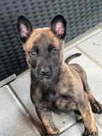 Mechelse herder, Dieren en Toebehoren, Rabiës (hondsdolheid), Reu, 8 tot 15 weken, Eén hond