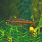 Vuurneon - Leuke scholenvis voor het tropisch aquarium, Vis, Zoetwatervis, Schoolvis