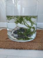 Vissenkom met guppy's, Dieren en Toebehoren, Vissen | Aquaria en Toebehoren, Ophalen