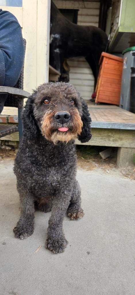 Spaanse waterhond ter Dekking aangeboden, Dieren en Toebehoren, Honden | Dekreuen, Reu, Particulier, Eén hond, Nederland, 3 tot 5 jaar