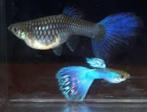 koppel blue singa guppen, Vis
