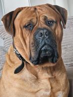 Boerboel dekreu ter dekking, Dieren en Toebehoren, CDV (hondenziekte), Particulier, 3 tot 5 jaar, Nederland