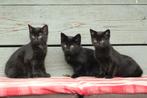 Nog 1 prachtig zwarte kitten katertje, super speels en spint, Meerdere dieren, Kortharig, 0 tot 2 jaar