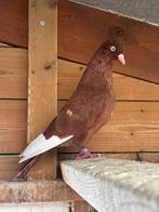 Koppel keulse tuimelaars rood witpen, Dieren en Toebehoren, Vogels | Duiven, Meerdere dieren
