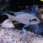 Neolamprologus brichardi, Dieren en Toebehoren, Vis