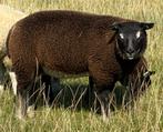 Dassenkop dekrammen geb. mrt 2025, Dieren en Toebehoren, Mannelijk, Schaap