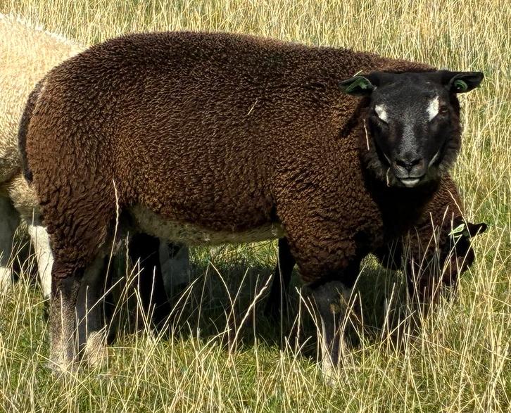 Dassenkop dekrammen geb. mrt 2025, Dieren en Toebehoren, Schapen, Geiten en Varkens, Schaap, Mannelijk