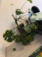 Monster plant, Ophalen, Halfschaduw, Minder dan 100 cm