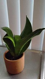 Sanseveria plant, Huis en Inrichting, Kamerplanten, Ophalen, Overige soorten, Minder dan 100 cm
