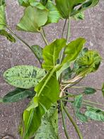 Philodendron Paraiso Verde P24 XXL, Huis en Inrichting, Kamerplanten, Ophalen of Verzenden, Halfschaduw, Minder dan 100 cm
