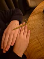 Indische Wandelende takken nimfen en volwassen, Dieren en Toebehoren, Wandelende tak