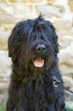 Mâle pour saillie Bouvier des Flandres, Boeken, Dieren en Huisdieren, Ophalen of Verzenden, Nieuw, Honden