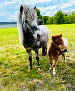 2 knappe appaloosa merries & 1 zwbr hengstveulen, Dieren en Toebehoren, Pony's, 0 tot 2 jaar, A pony (tot 1.17m), Meerdere dieren