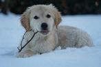 Golden Retriever pup | Reutje, Nederland, 15 weken tot 1 jaar, Reu, Meerdere