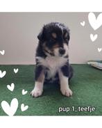 Australian Shepherd pups Raszuiver, Dieren en Toebehoren, Overige rassen, 8 tot 15 weken, Meerdere, Meerdere dieren
