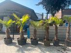 16 palmen 160cm hoog prijs per stuk 75 euro, Tuin en Terras, Planten | Bomen, 100 tot 250 cm, Zomer, Palmboom, Ophalen
