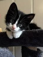 Zwarte lieve kittens te koop V. Mogen per direct opgehaald., Dieren en Toebehoren, Katten en Kittens | Overige Katten, Poes, Kortharig
