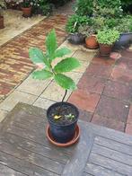 Tamme kastanje boom in pot, Tuin en Terras, Planten | Bomen, In pot, Minder dan 100 cm, Overige soorten, Ophalen