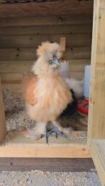 Lieve gele USA zijdehoen haan, Dieren en Toebehoren, Pluimvee, Mannelijk, Kip