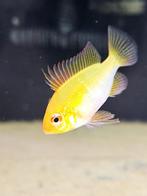 Diverse aquarium vissen, Vis, Zoetwatervis, Schoolvis