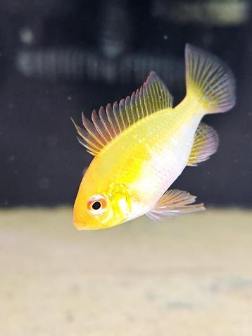 Diverse aquarium vissen beschikbaar voor biedingen