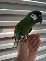 Superlieve, tamme Ara Maracana pop, Vrouwelijk, Papegaai, Pratend