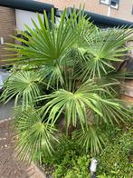 Palmboom, Ophalen, Volle zon, Palmboom, 100 tot 250 cm