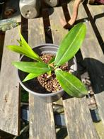 dracaena surculosa, drakenbloedboom, plantje incl verzenden, Huis en Inrichting, Kamerplanten, Verzenden