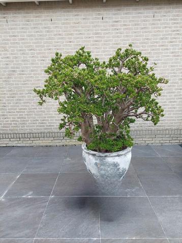 Bonsaiboom met pot beschikbaar voor biedingen