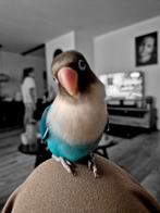 Lieve agapornis, Dieren en Toebehoren, Vogels | Parkieten en Papegaaien, Geslacht onbekend, Dwergpapegaai of Agapornis