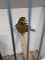 Timbrado kanarie met slecht pootje, Dieren en Toebehoren, Vogels | Kanaries, Mannelijk, Kleurkanarie