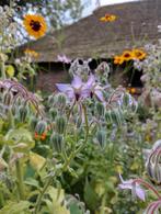 komkommerkruid zaad uit biologische tuin, Tuin en Terras, Bloembollen en Zaden, Ophalen of Verzenden, Voorjaar, Volle zon, Zaad