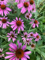 Roze Zonnehoed ‘Echinacea’ “Purpurea” vaste plant, Ophalen, Zomer, Overige soorten, Volle zon