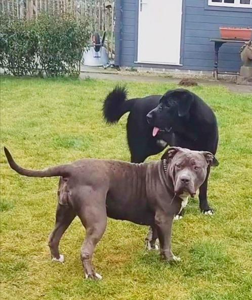 Bullabai (Bully XL x Alabai) pups beschikbaar, Dieren en Toebehoren, Honden | Niet-rashonden, Groot, Geslacht onbekend, Particulier
