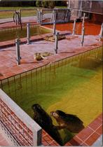 Zeehondencentrum Pieterburen - 10 ansichtkaarten, Verzenden, 1980 tot heden, Ongelopen, Groningen