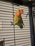 Baby Agapornissen (Nog 1 over!), Dieren en Toebehoren, Vogels | Parkieten en Papegaaien, Geslacht onbekend, Dwergpapegaai of Agapornis