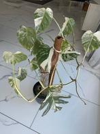 Monstera Variegata, Volwassen Plant, Tuin en Terras, Ophalen, Vaste plant, Bloeit niet, Halfschaduw
