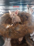Oosterse korthaar kittens met stamboom, Dieren en Toebehoren, Katten en Kittens | Raskatten | Korthaar, Meerdere dieren, Gechipt